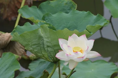 花,睡莲,自然,植物,开花植物,叶,植物部分,新鲜度 花,睡莲,自然,植物,开花植物,叶,植物部分,新鲜度