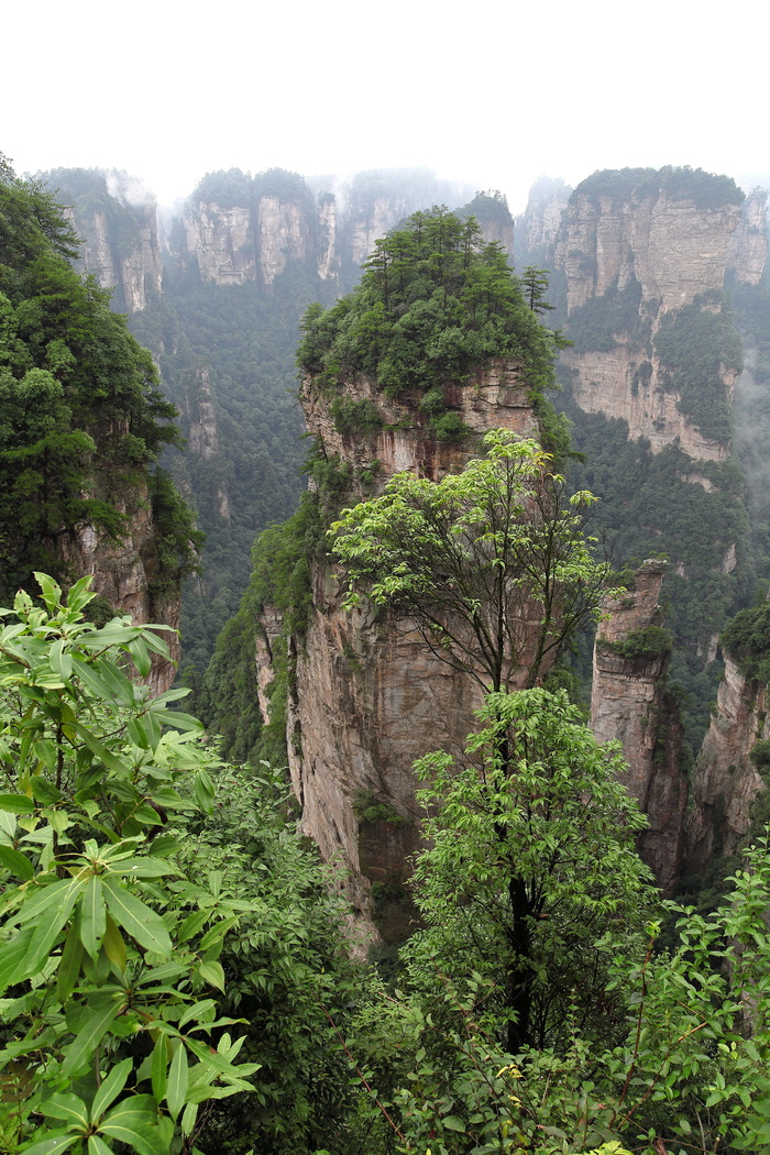 张家界、武陵源、石英砂岩峰林景观、南天柱、哈利路亚、植物、树木、高山