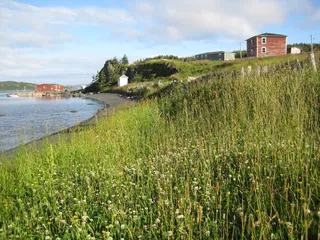 加拿大纽芬兰，海岸线，海岸，港口，花卉，花卉，田野