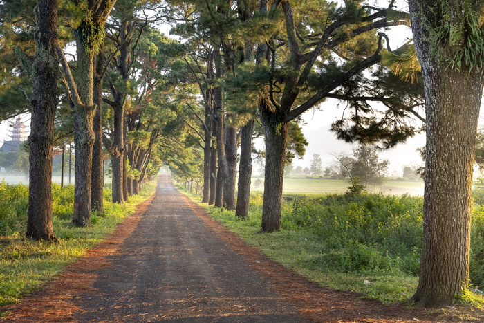 阳光明媚，街道，树木，阳光，一排，背景，自然，绿色