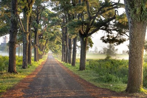 阳光明媚，街道，树木，阳光，一排，背景，自然，绿色