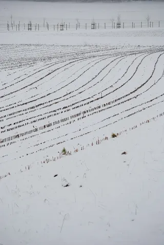 耕地、雪、线、冬季、雪地、玉米、麦穗、土地