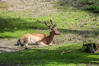 damm wild，horns，Liing，动物世界，草地，沙子，动物主题，动物