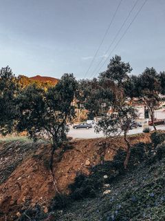 路边悬崖上的树