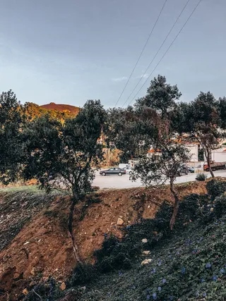 路边悬崖上的树