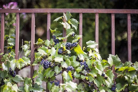藤本植物，维吉尼亚攀援植物，常春藤，攀援植物，维吉尼亚，植物，树叶，叶子