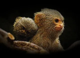 动物，婴儿，小猴子，模糊，特写，可爱，深色，毛皮