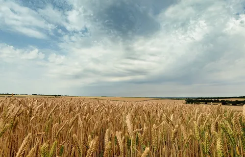天空、种子、景观、收获、谷物、黄金、谷物、乡村 天空、种子、景观、收获、谷物、黄金、谷物、乡村