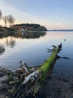 海边的树 海边的树