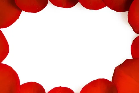 con2011，花，新鲜，礼物，隔离，踏板，花瓣，照片