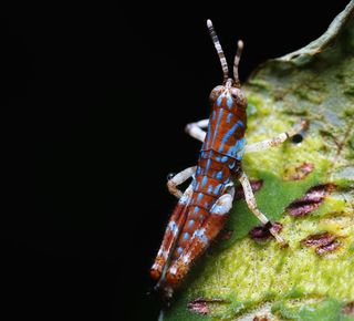 宏、蜂、ins、昆虫、花、自然、花园、春天