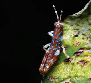 宏、蜂、ins、昆虫、花、自然、花园、春天