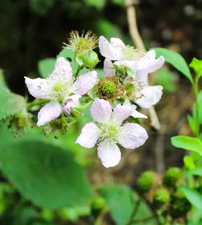 花，黑莓，花园，没有人，植物，白色，特写，自然