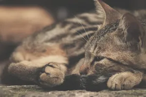 灰色表面上的灰色和黑色虎斑猫