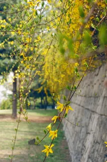 连翘,花,黄花,春花,春天,自然,景观,黄色 连翘,花,黄花,春花,春天,自然,景观,黄色