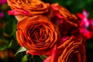 花，蔷薇，花瓣，植物，开花植物，自然之美，特写，脆弱