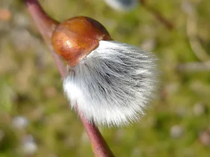巴尔卡，花，植物，自然，春花，巴尔卡，特写，聚焦前景