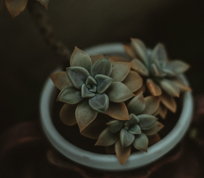 绿色多汁植物盛开