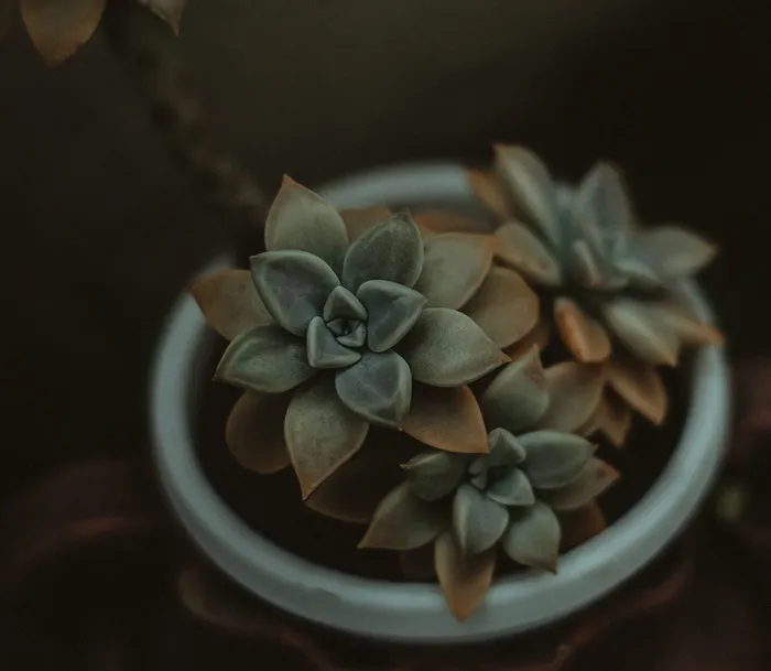 绿色多汁植物盛开