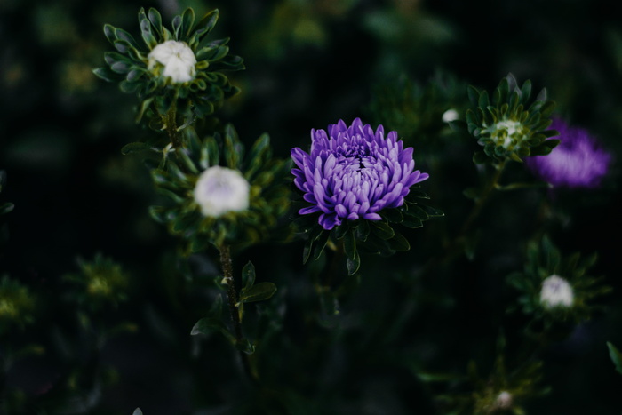 紫色菊花特写照片