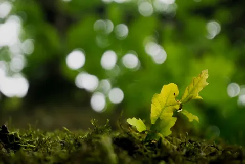 树,自然,叶子,夏天,焦点,进化,春天,植物 树,自然,叶子,夏天,焦点,进化,春天,植物