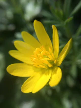 植物，花，花，雏菊，雏菊，花粉，黄蜂，黄蜂