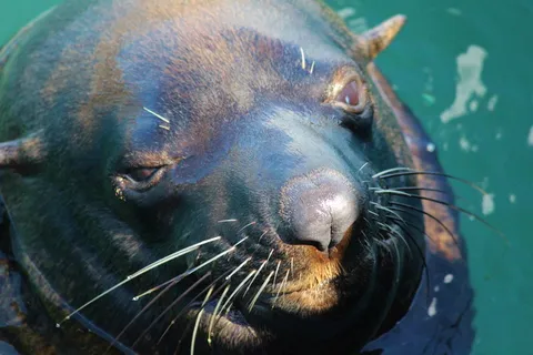 罗比，水，出现，游泳，海，海洋，动物，动物主题