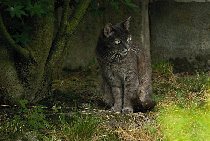 猫，tomcat，gray，animal，view，Stady，Coatom，宠物