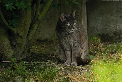 猫,tomcat,gray,animal,view,Stady,Coatom,宠物 猫,tomcat,gray,animal,view,Stady,Coatom,宠物
