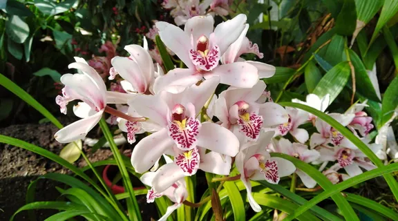 兰花,白色,紫色,自然,花,兰科,植物,脆弱性 兰花,白色,紫色,自然,花,兰科,植物,脆弱性