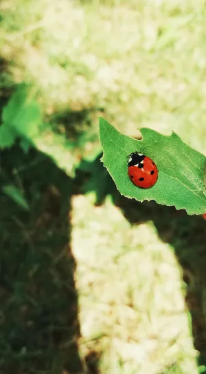 土耳其, battalgazi, üzümlü mahallesi, 甲虫, 瓢虫, 无脊椎动物, 昆虫, 红色