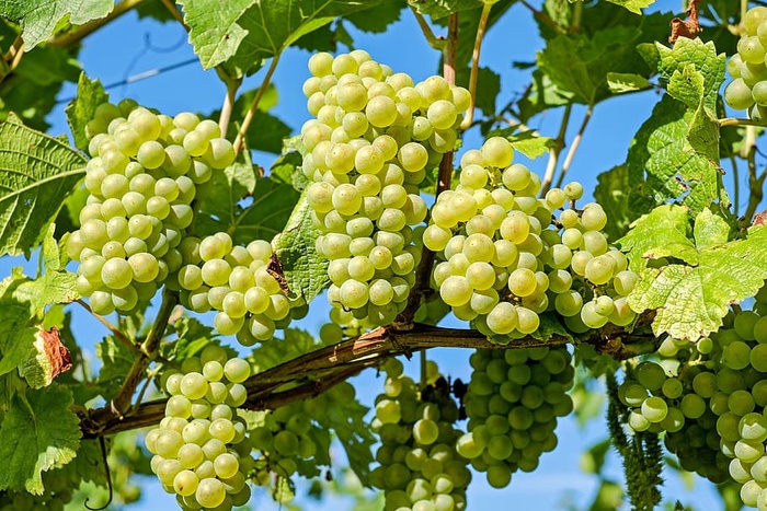 未熟葡萄，葡萄，水果，葡萄藤，葡萄藤，葡萄酒种植，绿色葡萄，成熟葡萄