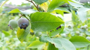 蓝莓、水果、美味、蓝色、健康、自然、夏天、维生素