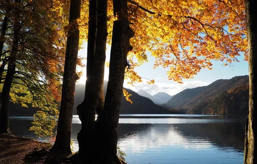 秋天，湖泊，树木，黄色，自然，森林，山脉，田园诗