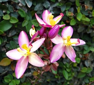 地兰花，花，鸡血藤，兰科，花朵，美丽，植物群，达瓦德