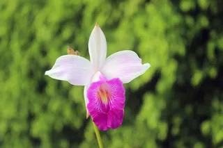 鲜花, 原野, 农场, 卡利, 自然, 卡利马, 花, 紫色