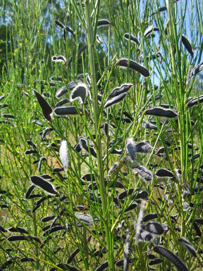 cytisus scoparius, 普通扫帚, 苏格兰扫帚, 野花, 植物区系, 植物学, 植物, 物种