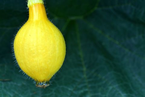 南瓜，未成熟，健康，蔬菜，花园，生长，小，黄色