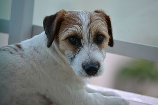 狗，梗，拉塞尔，宠物，动物，杰克拉塞尔梗，犬，一只动物