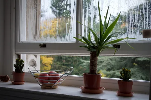 部分打开的窗户旁苹果托盘旁的绿色植物 部分打开的窗户旁苹果托盘旁的绿色植物