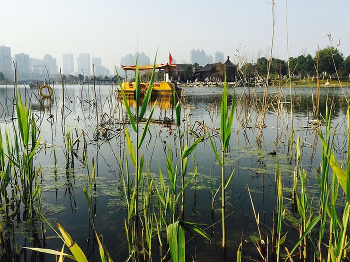 武汉，沙湖公园，船，水，植物，自然，湖泊，倒影