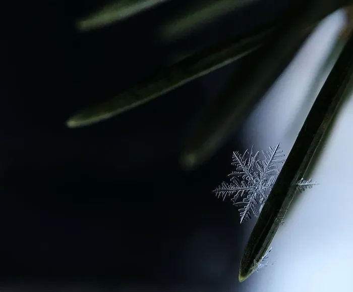 特写，霜，冰，叶，植物，雪花，自然，宏观