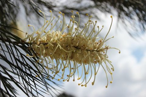 花卉，澳大利亚花卉，本土花卉，灌木，植物，本土树木，黄色，植物学