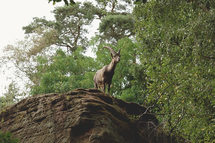 风景、自然、岩石、森林、动物、雄鹿、灌木、日光