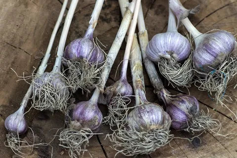 大蒜、蔬菜、块茎、食品、蔬菜、新鲜度、有机、洋葱 大蒜、蔬菜、块茎、食品、蔬菜、新鲜度、有机、洋葱