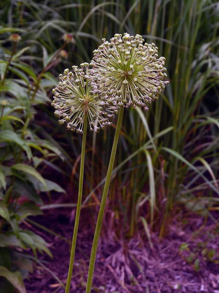 葱花球在生长季节过后会褪色。