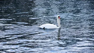 天鹅，湖，海，游泳，动物，动物，天鹅，湖，水