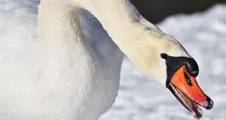 天鹅，优雅，水鸟，家禽，羽毛，冬天，冬天的心情，鸟类