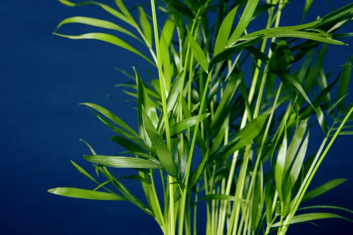蓝色，自然，植物，背景，田野，美丽，美丽，夏天