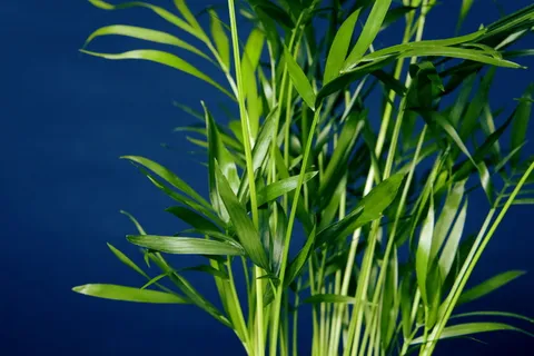 蓝色,自然,植物,背景,田野,美丽,美丽,夏天 蓝色,自然,植物,背景,田野,美丽,美丽,夏天